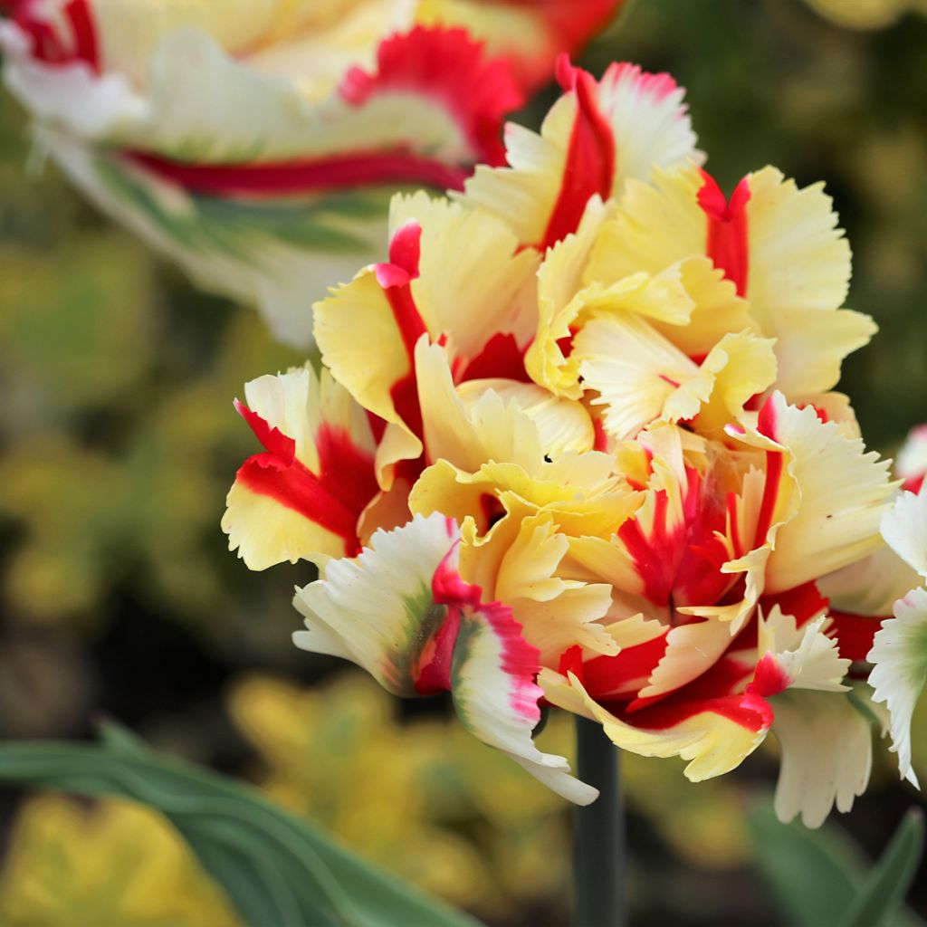 Tulipe Perroquet Flaming Parrot