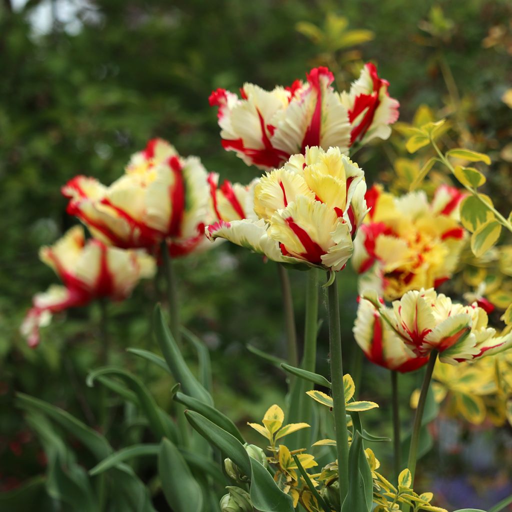 Tulipe Perroquet Flaming Parrot