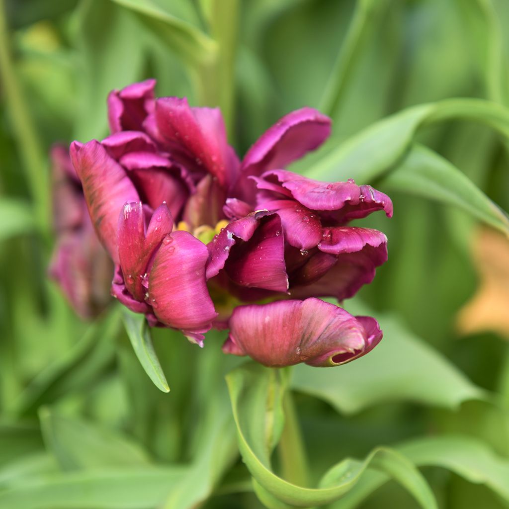 Tulipe Perroquet Negrita Parrot