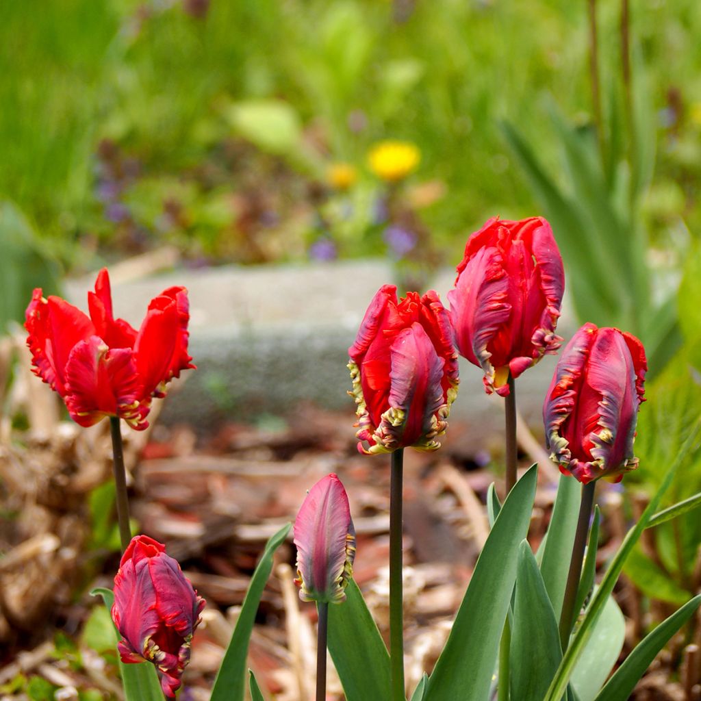 Tulipe Perroquet Rococo