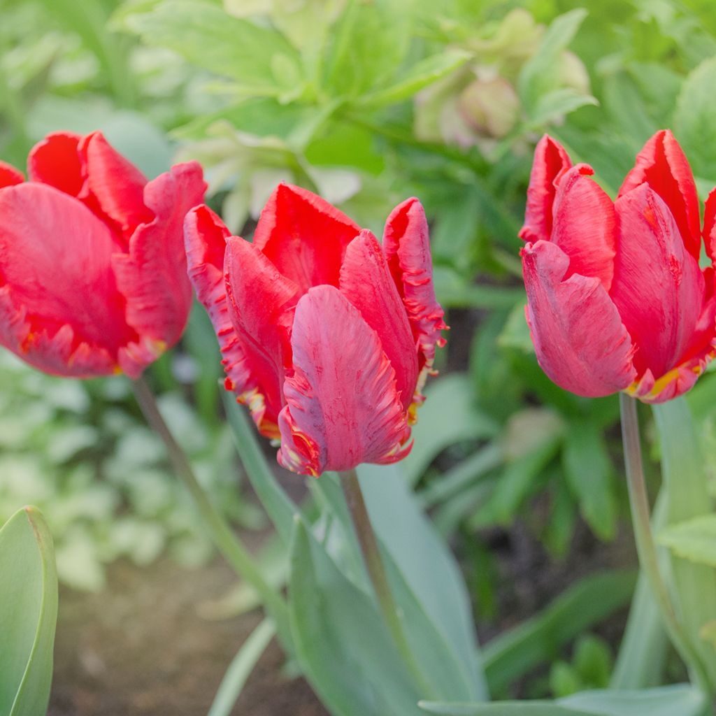 Tulipe Perroquet Rococo