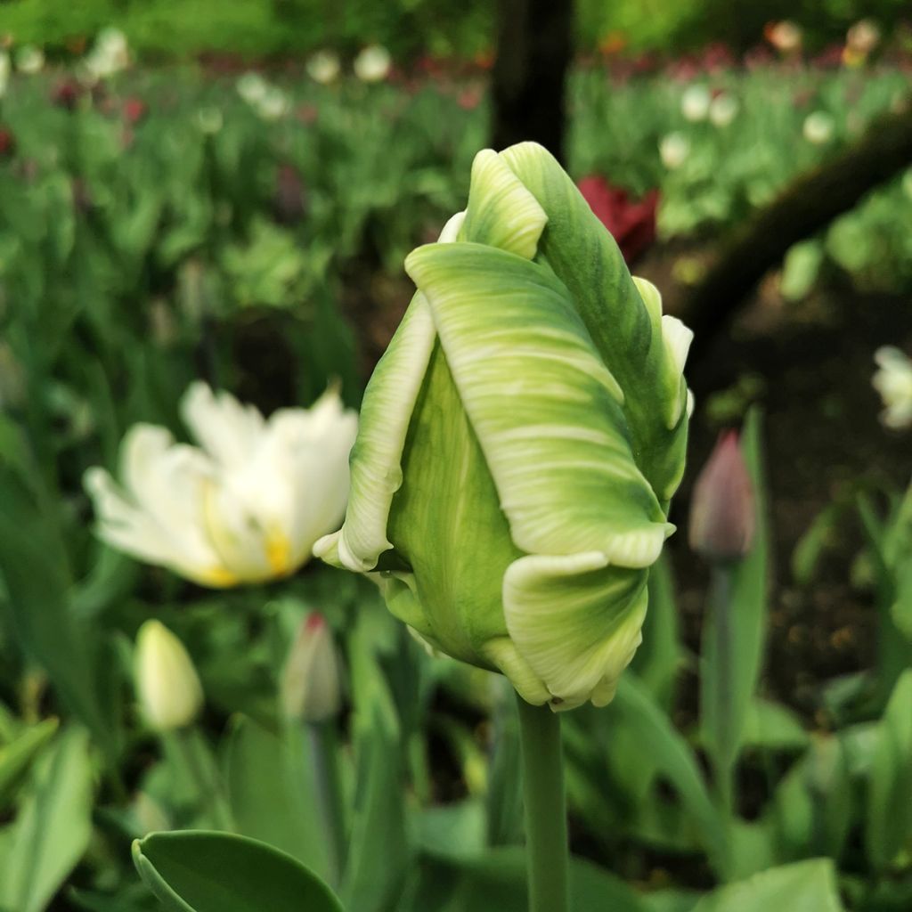 Tulipe Perroquet Super Parrot