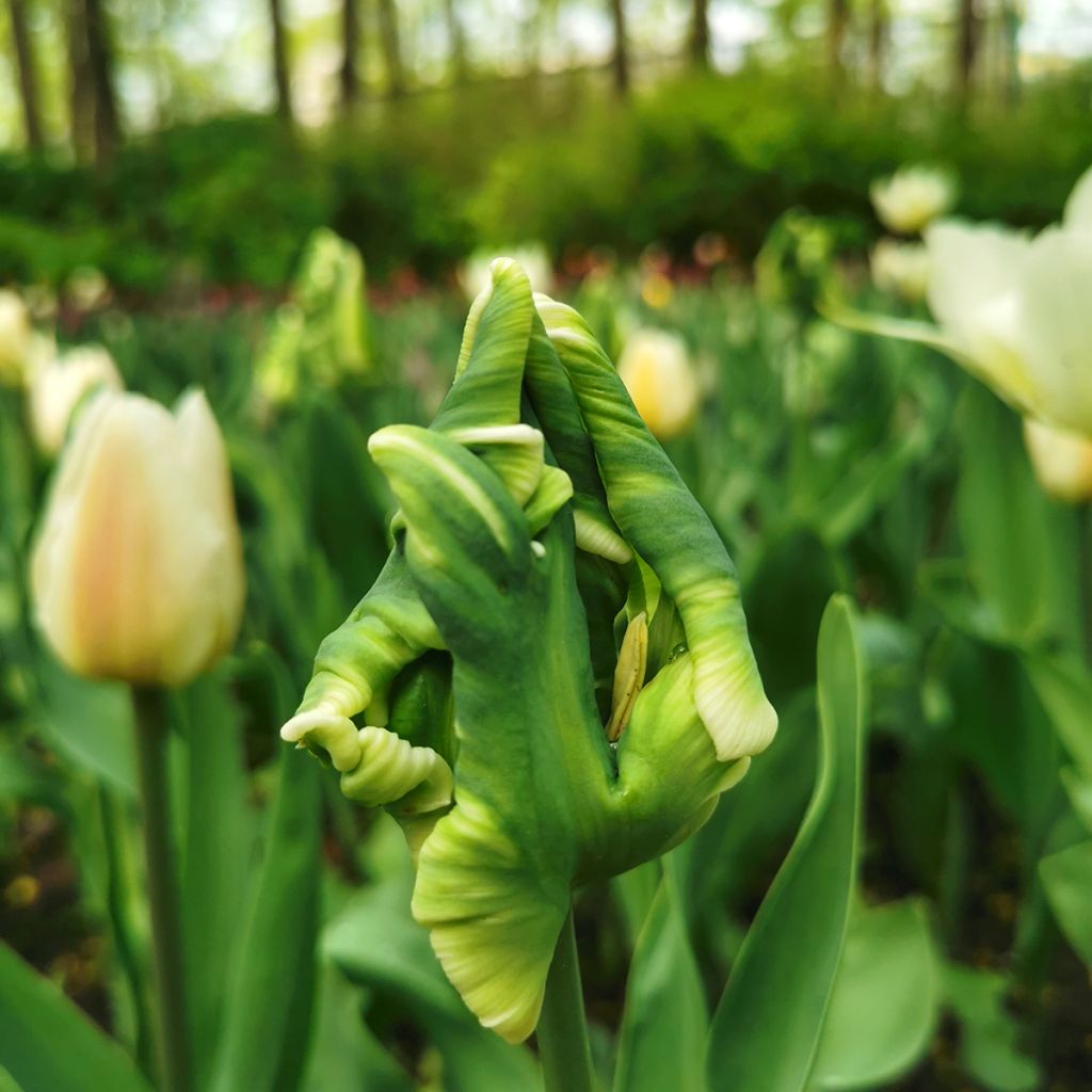 Tulipe Perroquet Super Parrot