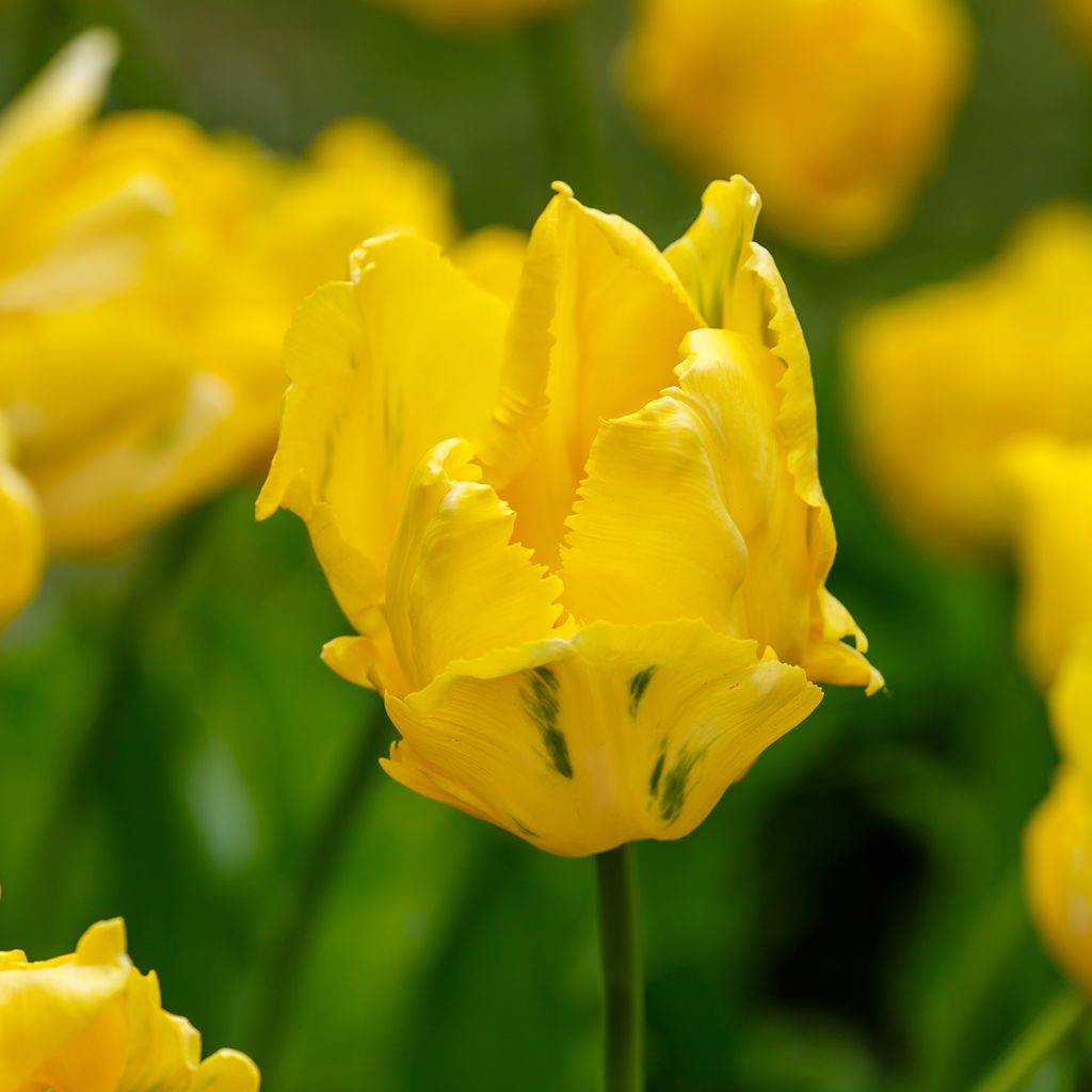 Tulipe Perroquet Yellow Sun