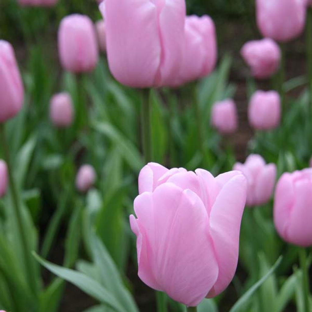 Tulipe Triomphe Pink Diamond