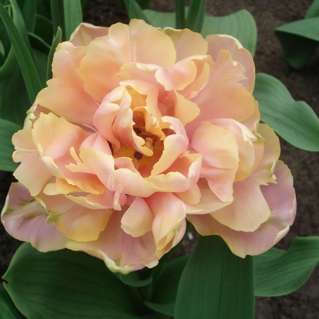 Tulipe Double Tardive Pink Star