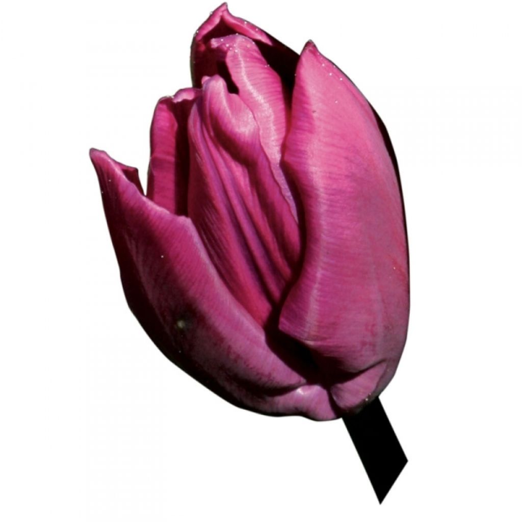 Tulipe simple Purple Prince