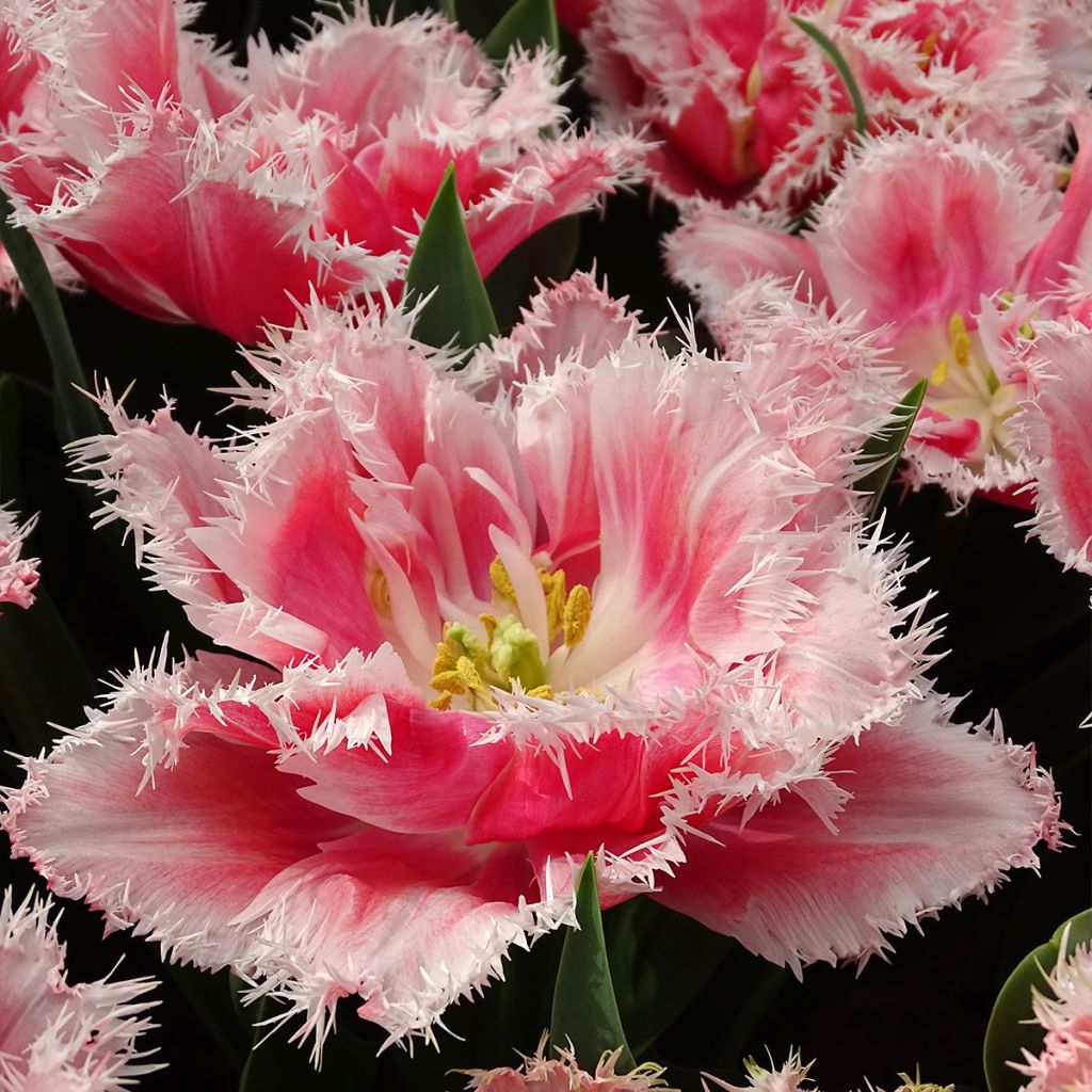 Tulipe dentelée double Queensland