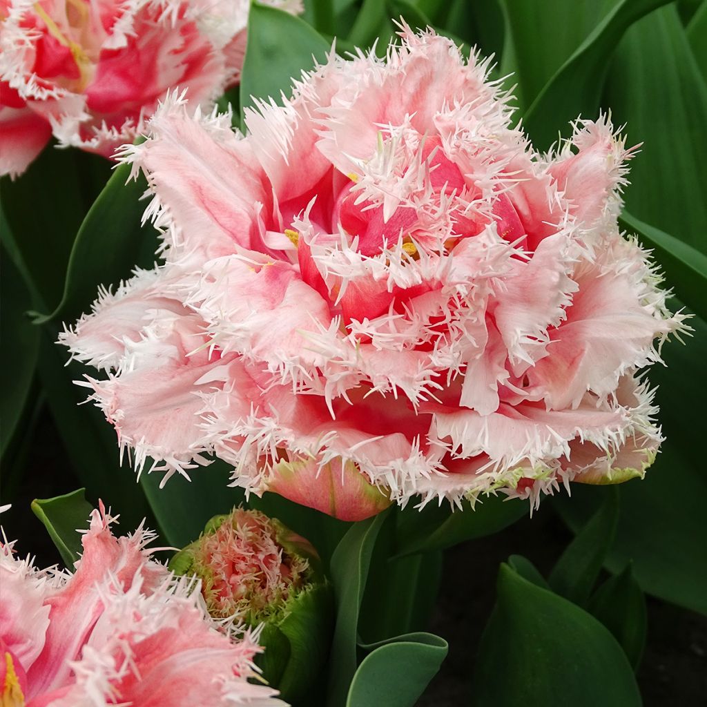 Tulipe dentelée double Queensland