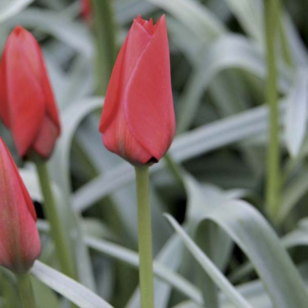 Tulipe Botanique Red Hunter