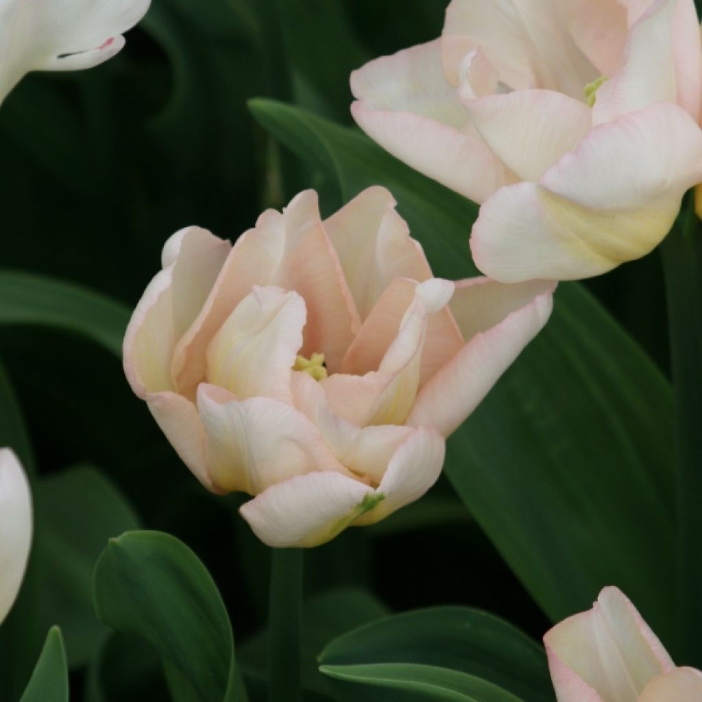 Tulipe Triomphe Rejoyce