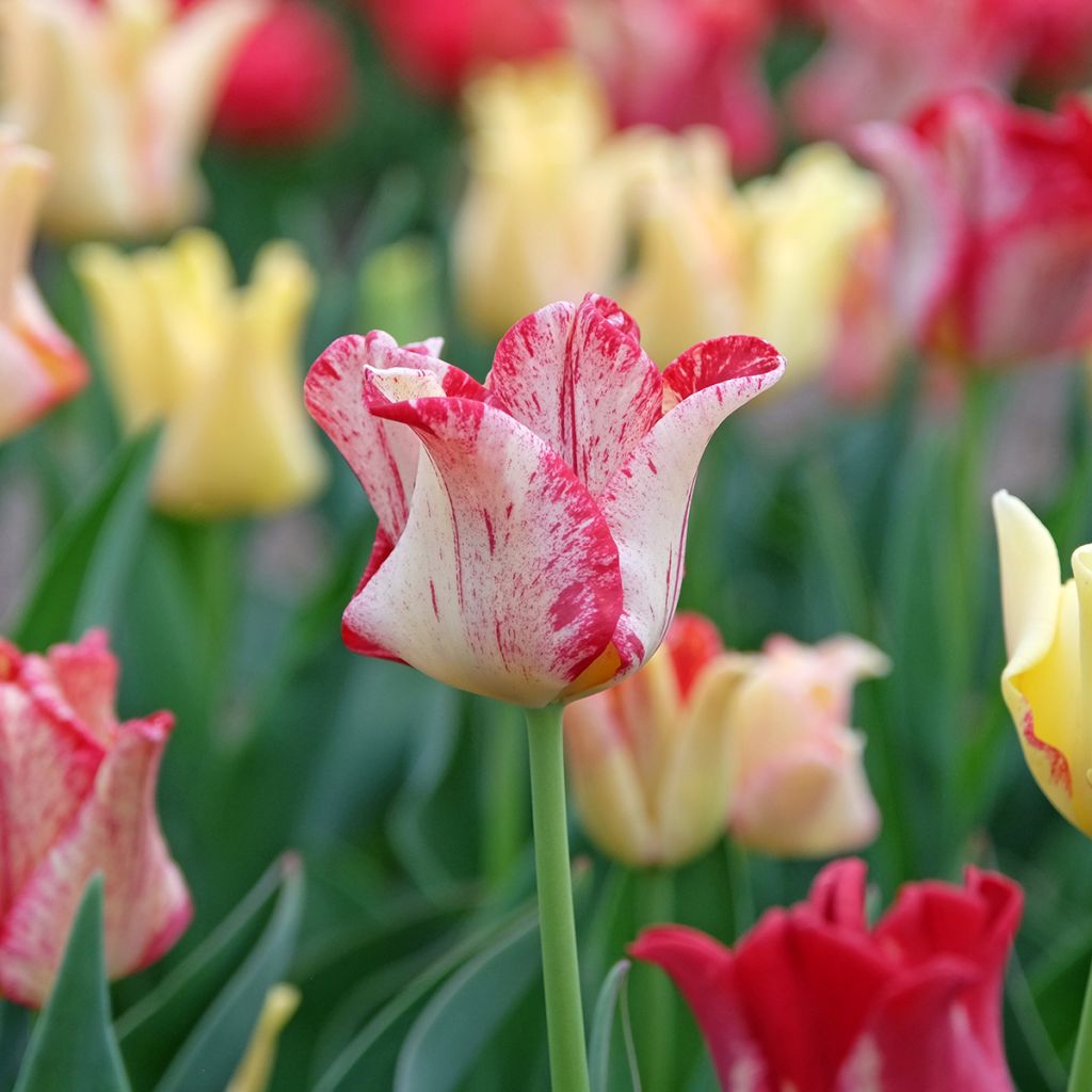 Tulipe Striped Crown