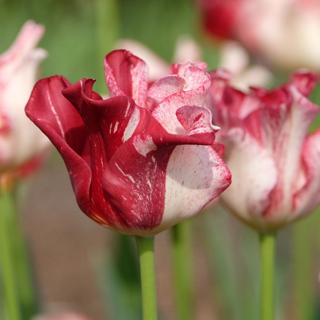Tulipe Striped Crown