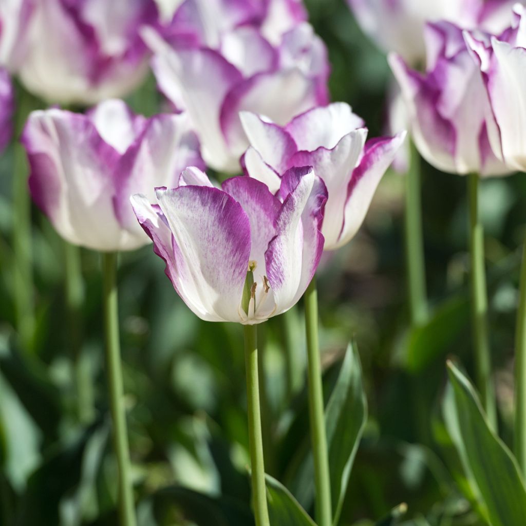 Tulipe Triomphe Affaire