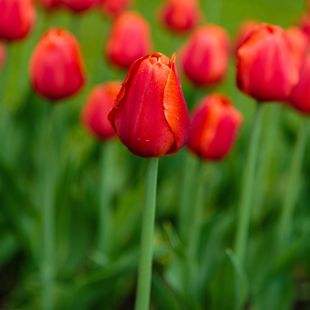 Tulipe Triomphe Annie Schilder