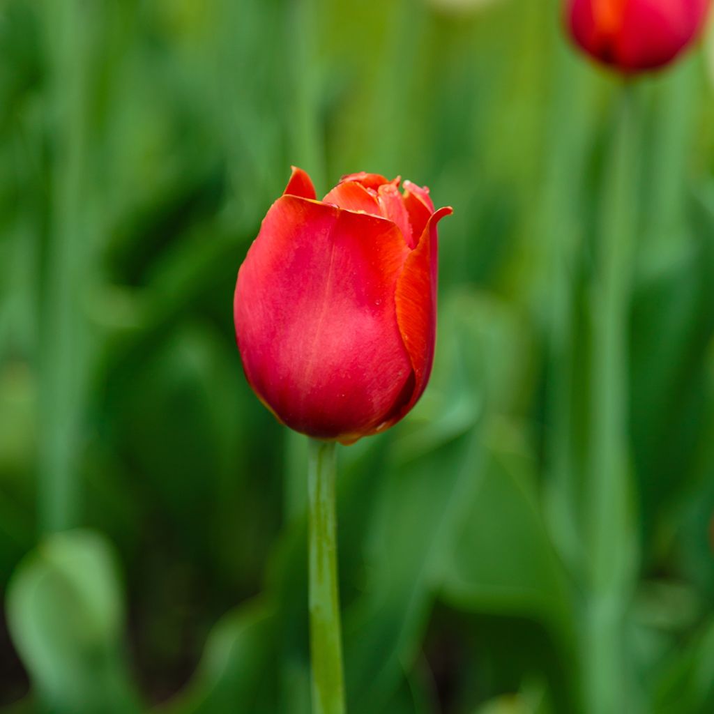 Tulipe Triomphe Annie Schilder
