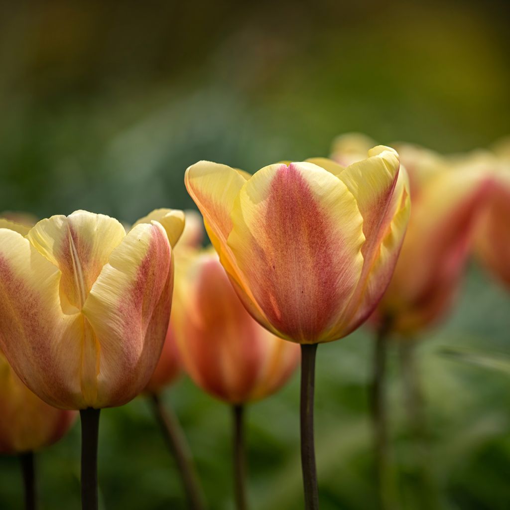 Tulipe Triomphe Apricot Foxx