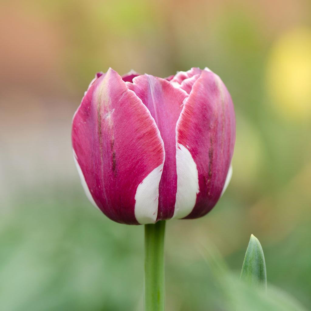 Tulipe Triomphe Arabian Mystery