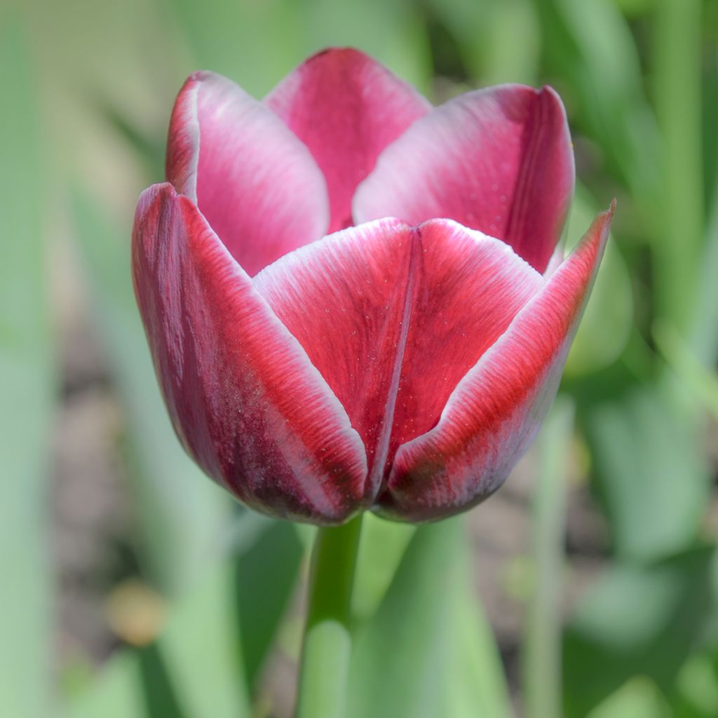 Tulipe Triomphe Arabian Mystery