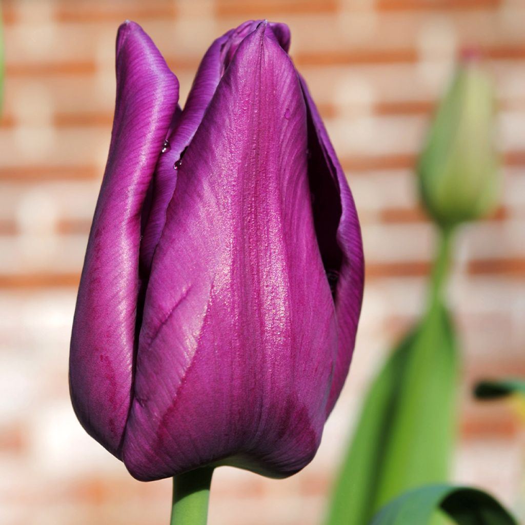 Tulipe Triomphe Attila