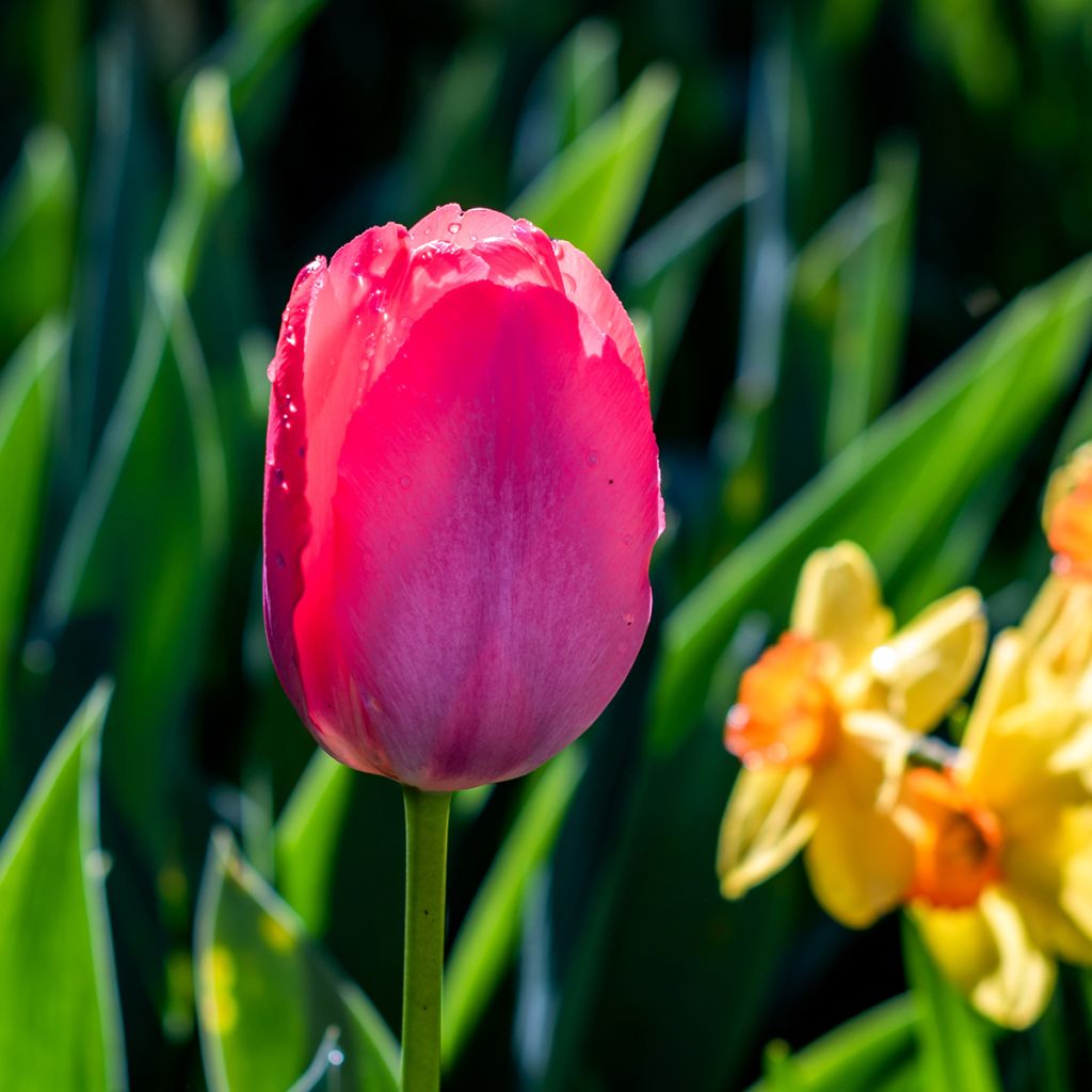 Tulipe Triomphe Bastogne