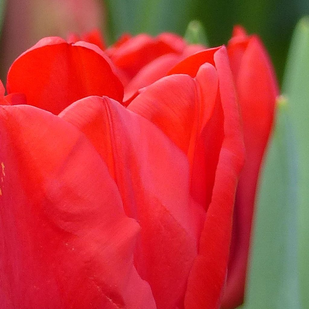 Tulipe Triomphe Ben van Zanten