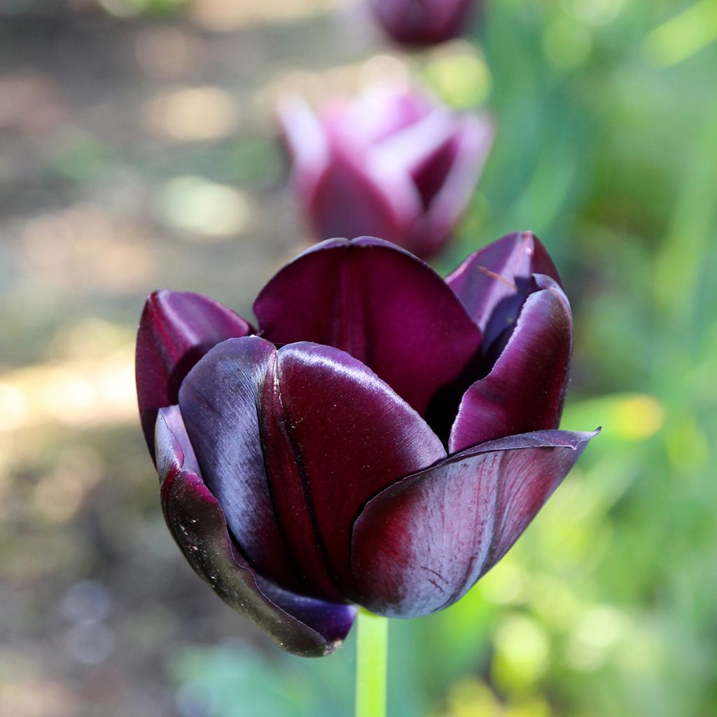 Tulipe Triomphe Black Jack