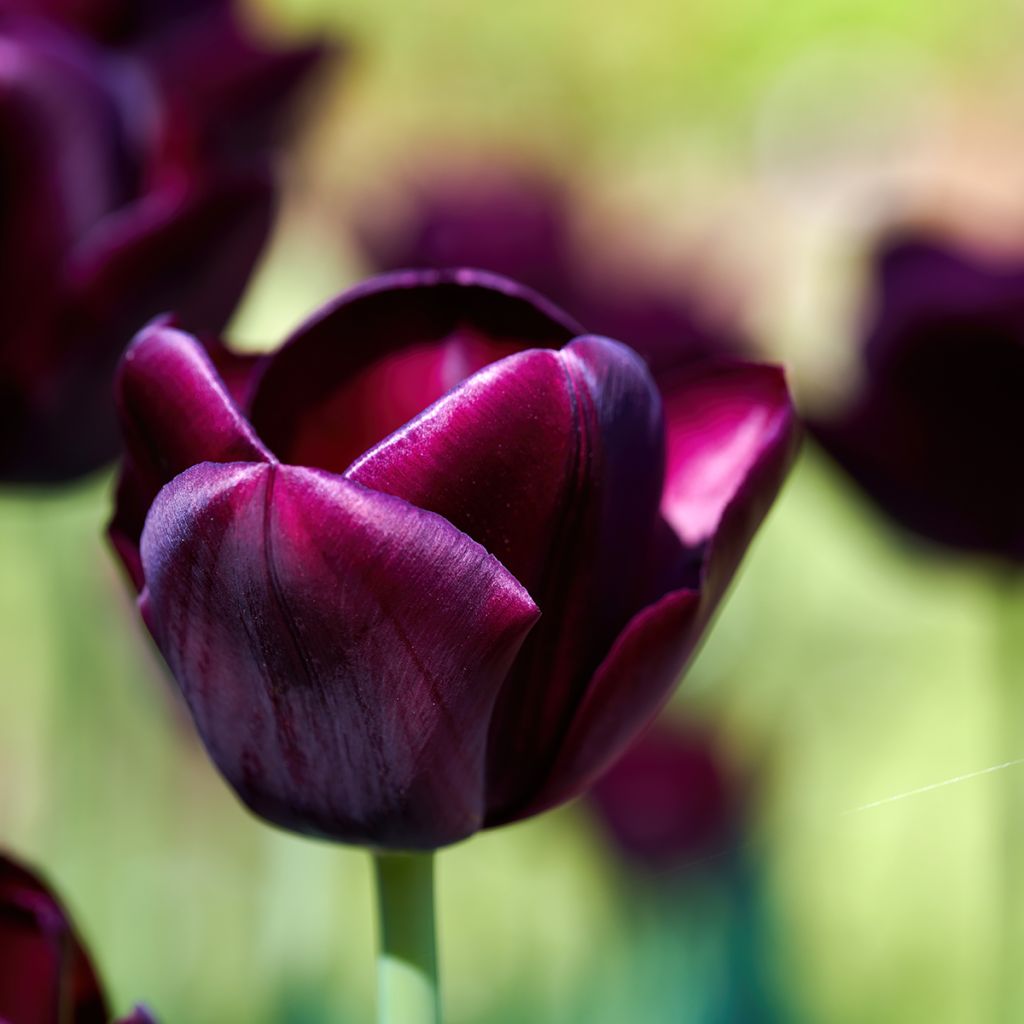 Tulipe Triomphe Black Jack