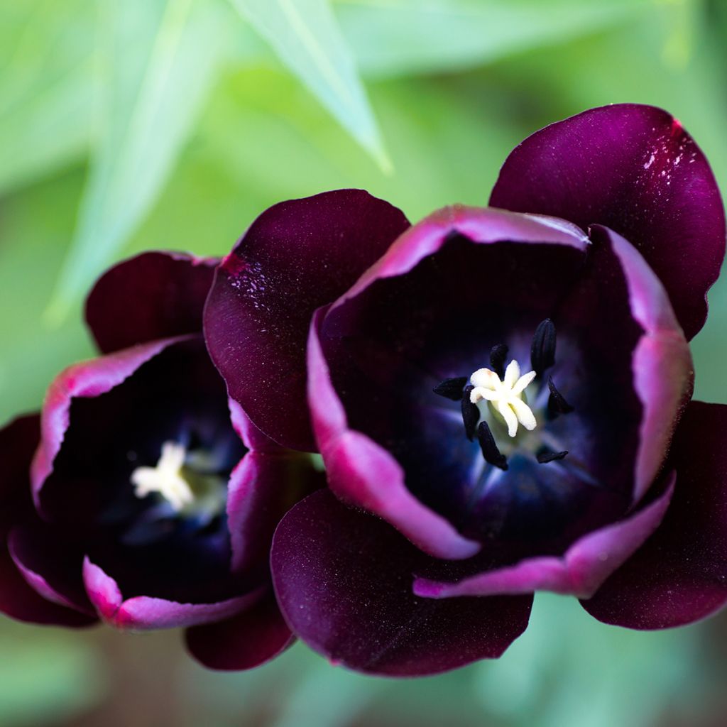 Tulipe Triomphe Black Jack