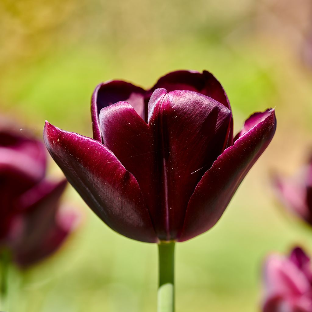 Tulipe Triomphe Black Jack