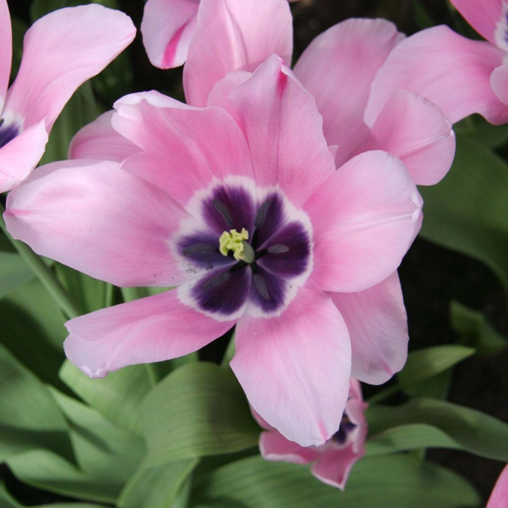 Tulipe Triomphe Capri Rose