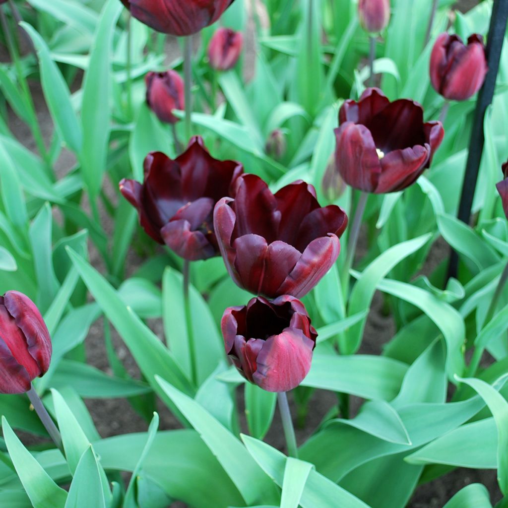 Tulipe Triomphe Continental