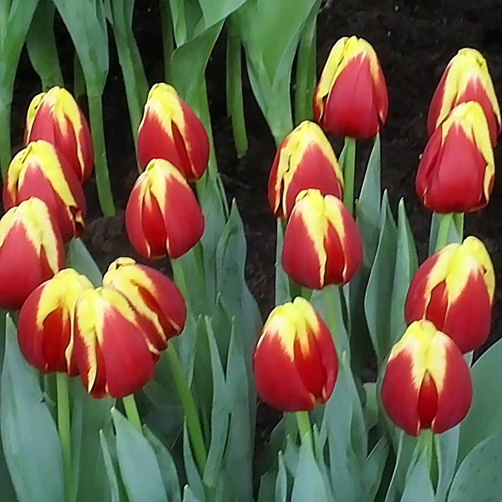 Tulipe Triomphe Denmark