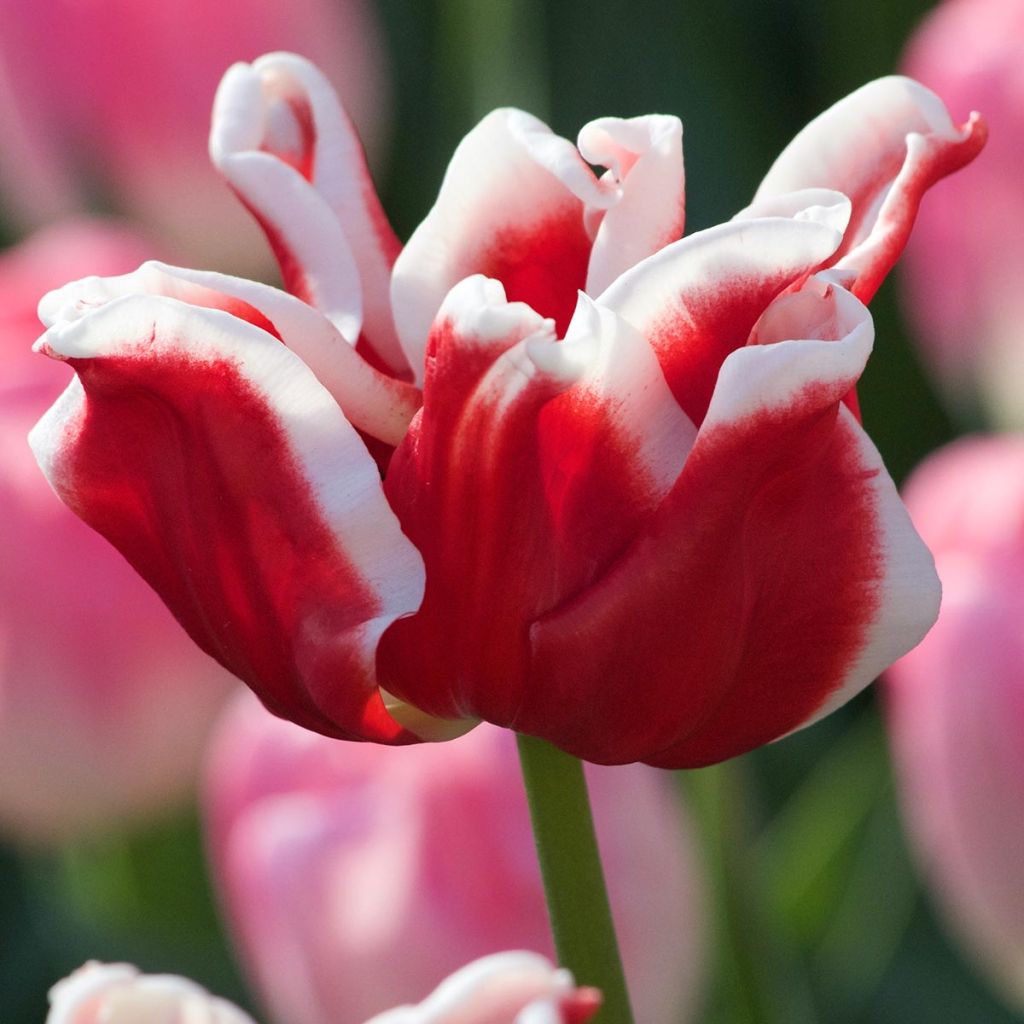 Tulipe Triomphe Elegant Crown