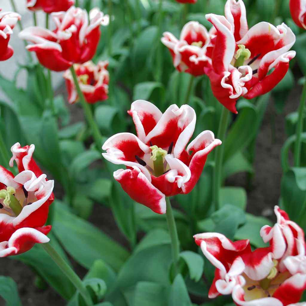 Tulipe Triomphe Elegant Crown