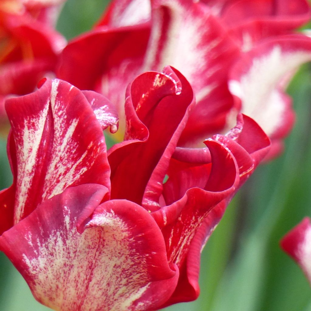 Tulipe Triomphe Flaming Crown