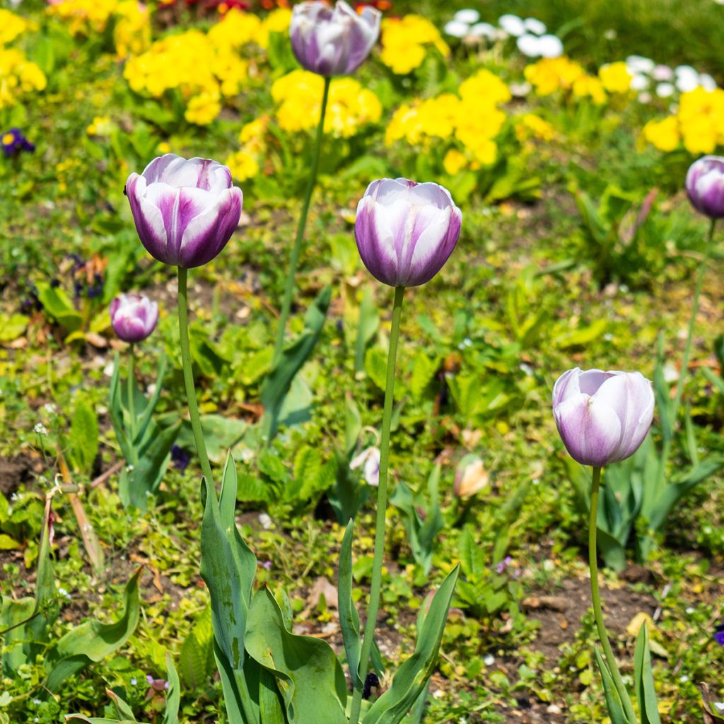 Tulipe Triomphe Flaming Flag