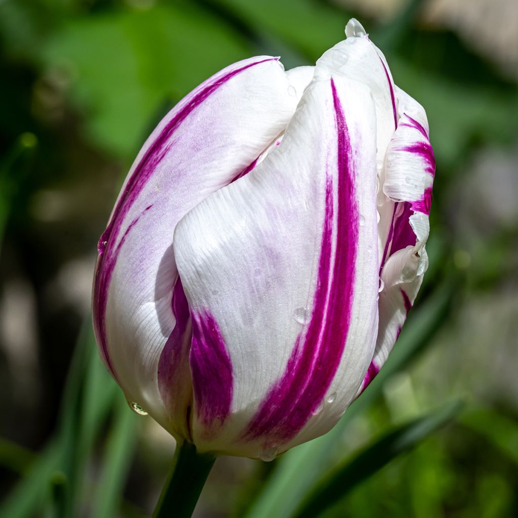 Tulipe Triomphe Flaming Flag