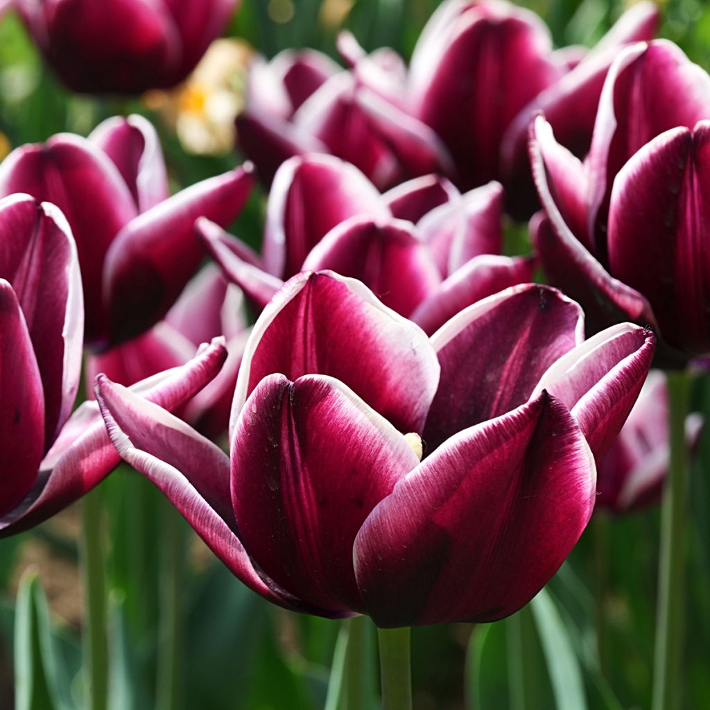 Tulipe Triomphe Fontainebleau