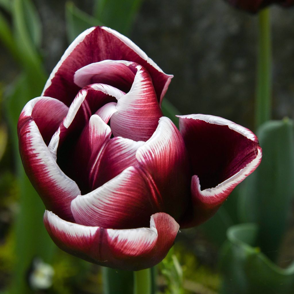 Tulipe Triomphe Fontainebleau