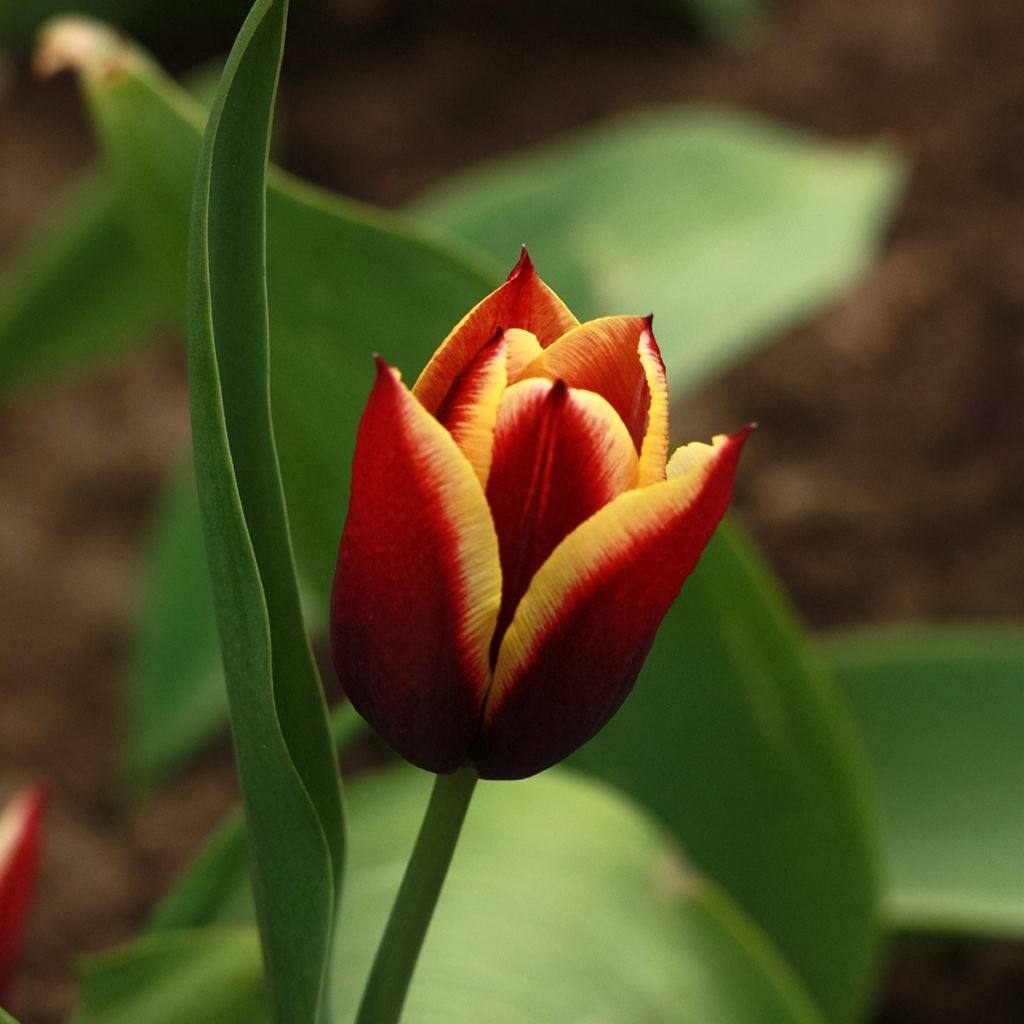 Tulipe Triomphe Gavota