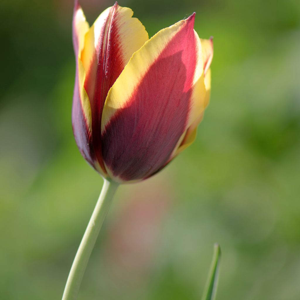 Tulipe Triomphe Gavota