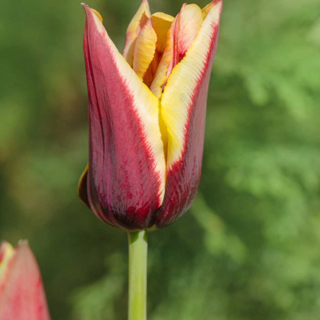 Tulipe Triomphe Gavota