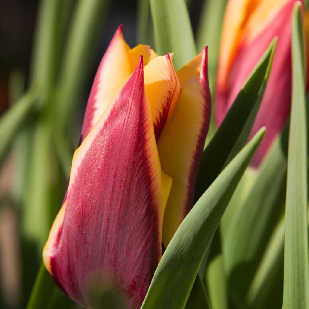 Tulipe Triomphe Gavota