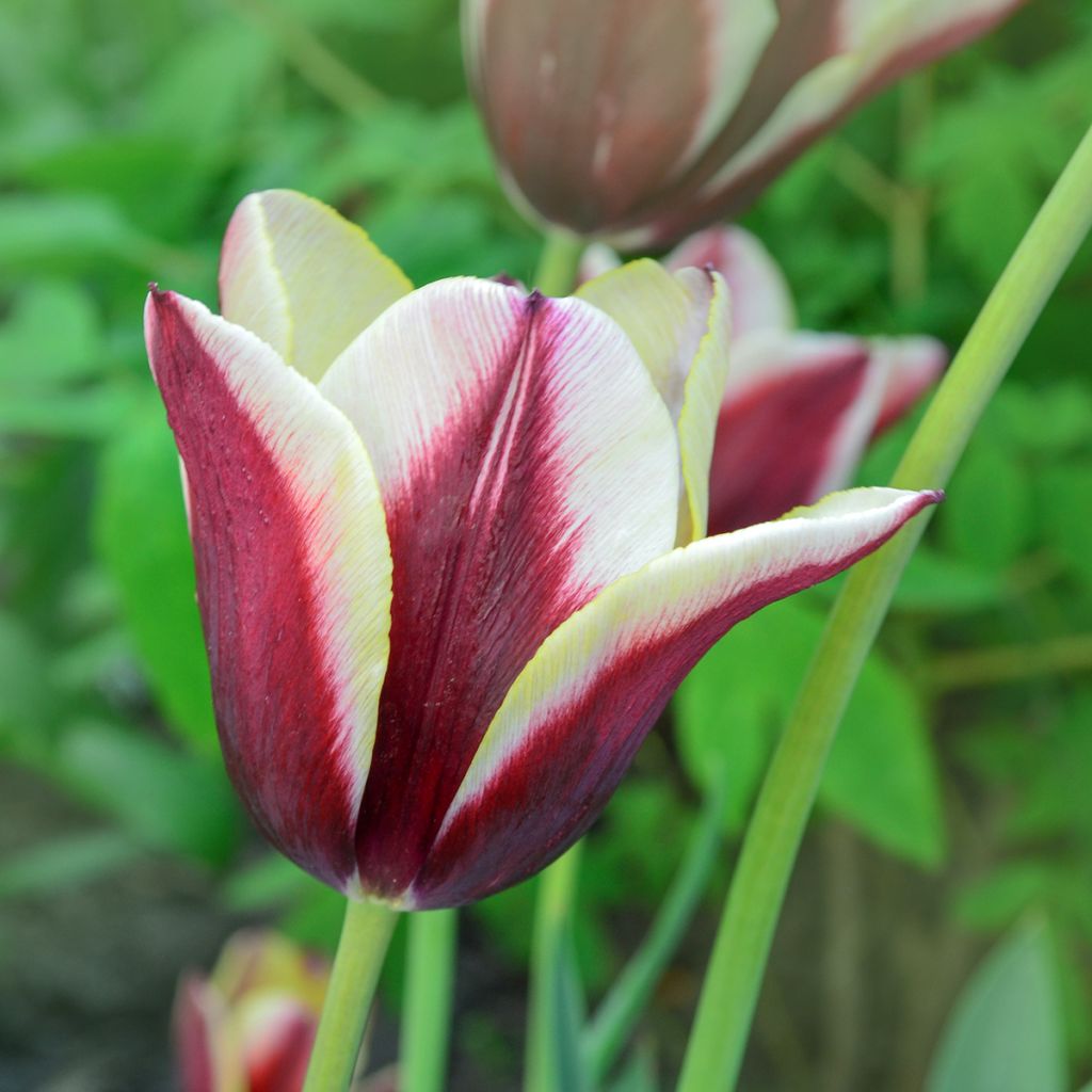 Tulipe Triomphe Gavota