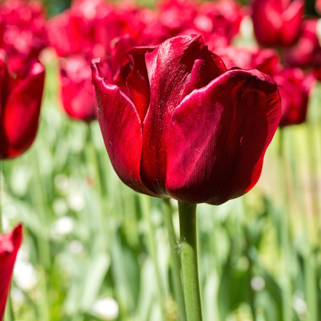 Tulipe Triomphe Ile de France