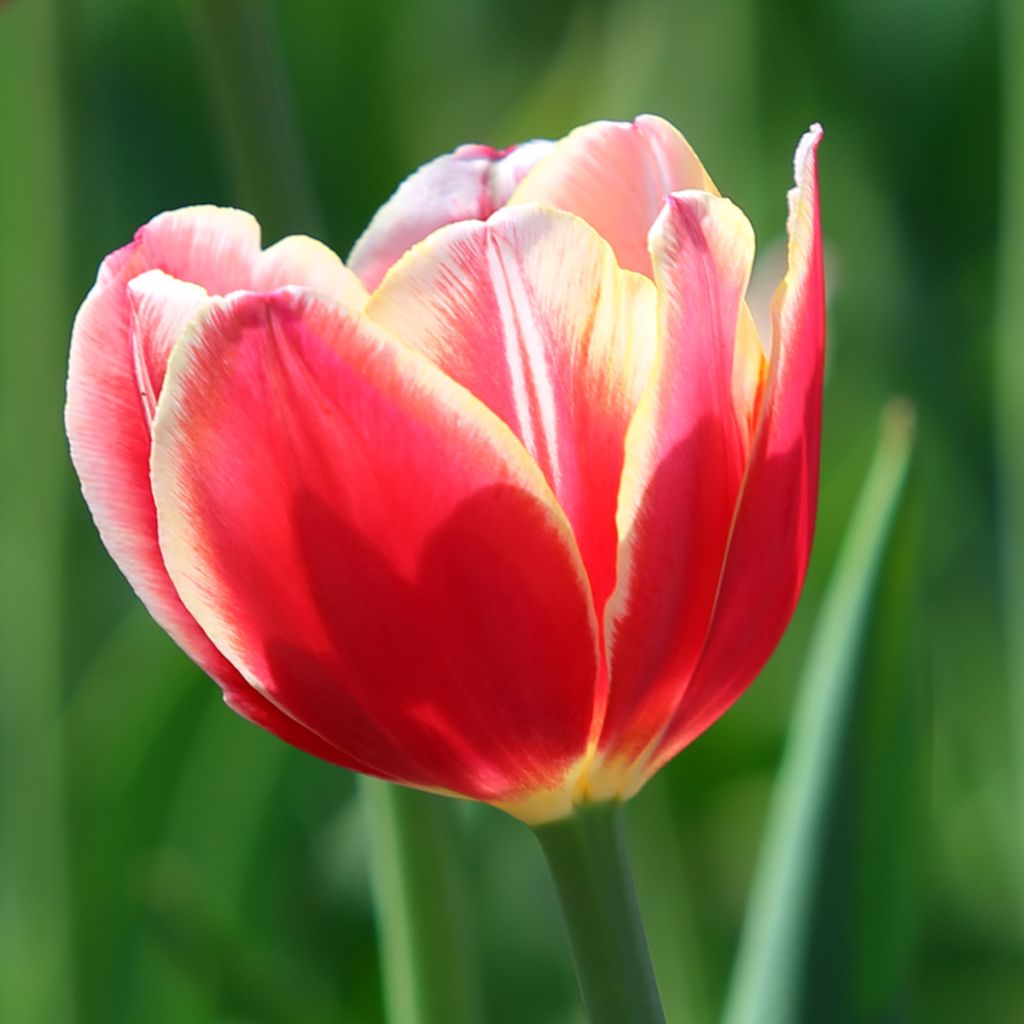 Tulipe Triomphe Leen van der Mark