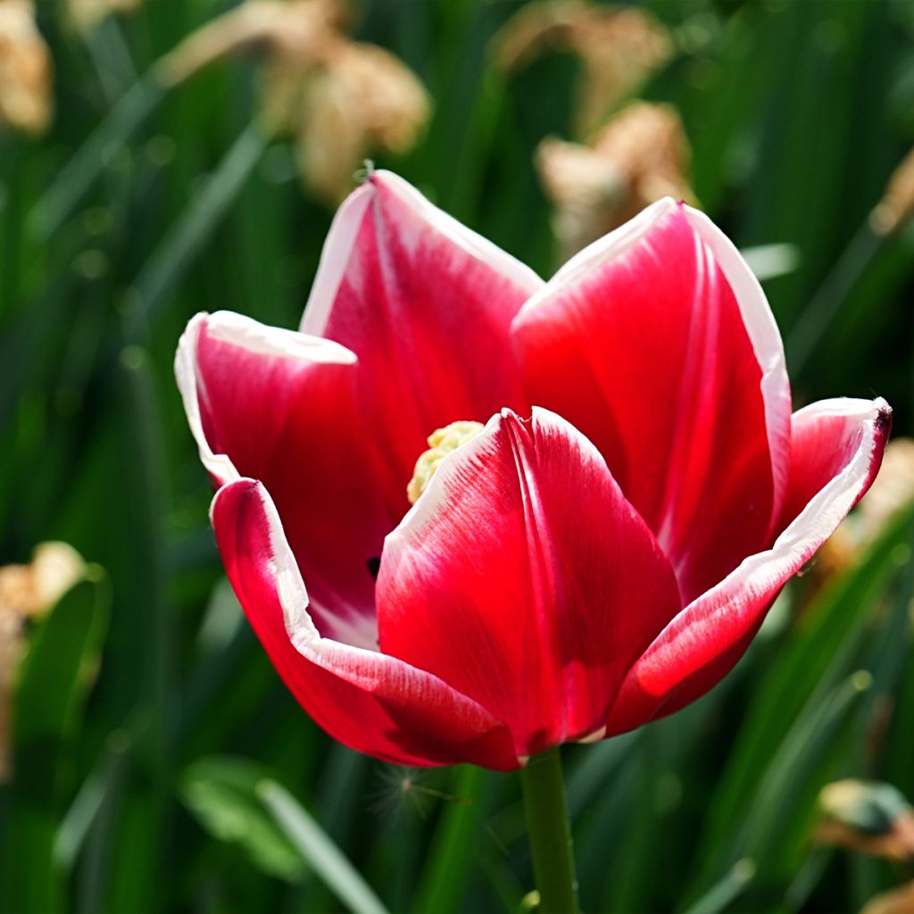 Tulipe Triomphe Leen van der Mark