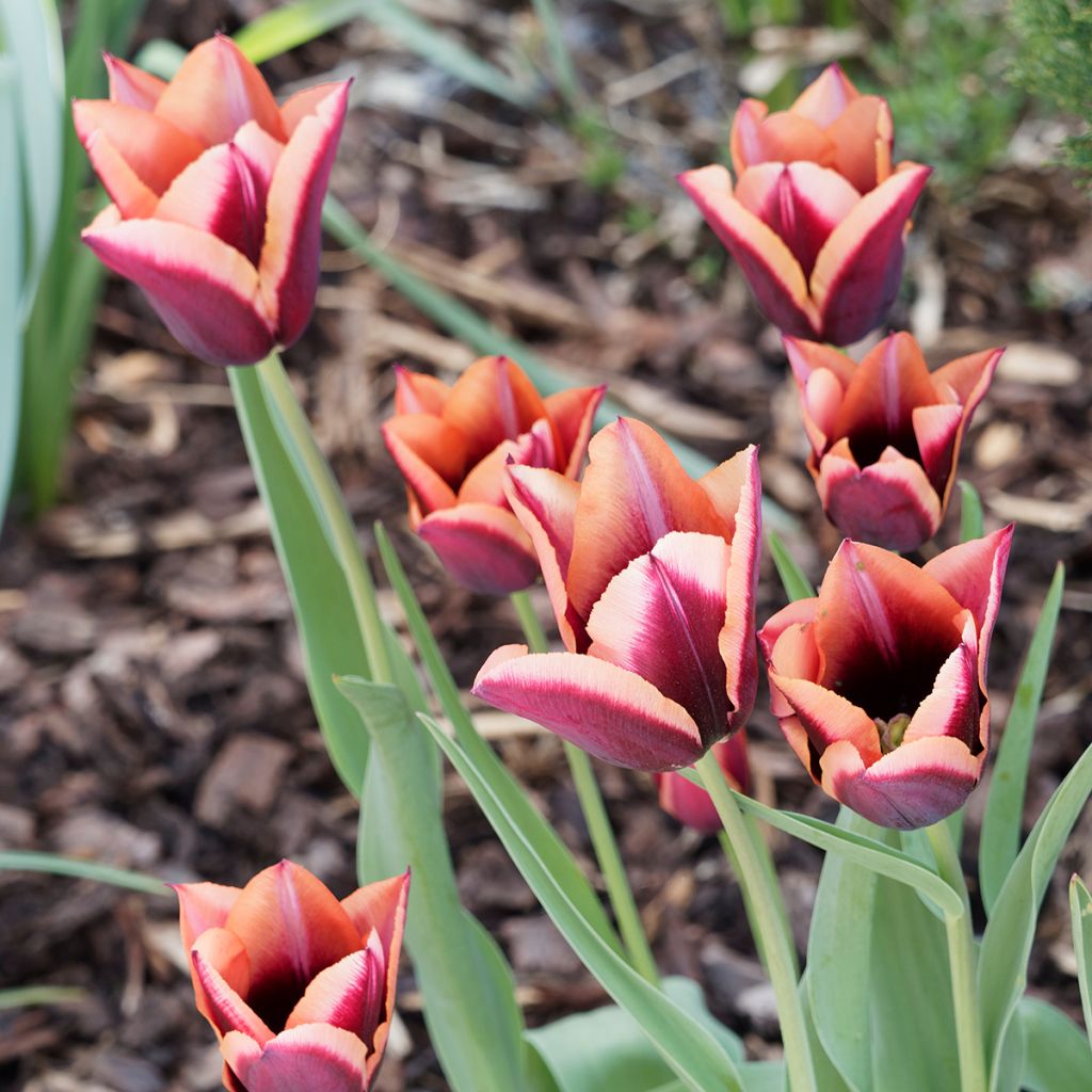 Tulipe Triomphe Muvota