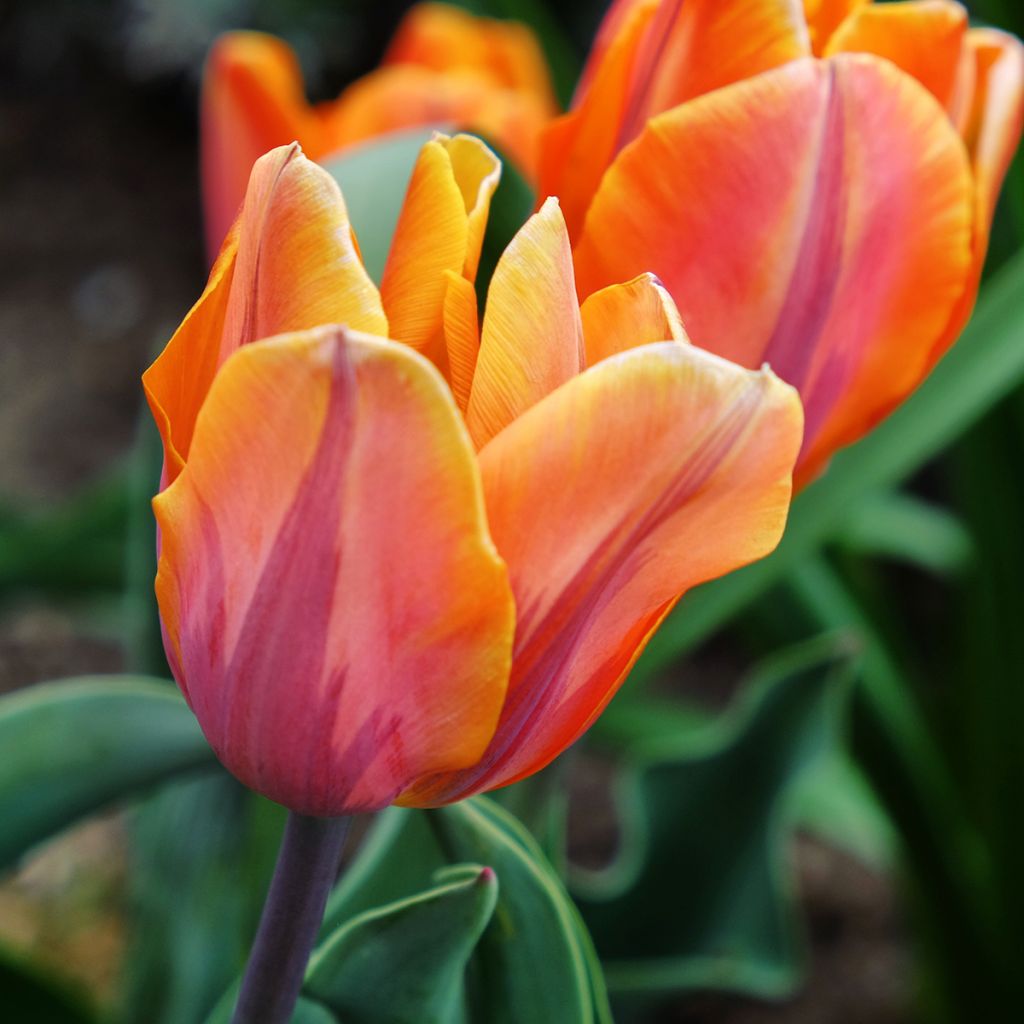 Tulipe Triomphe Princesse Irène